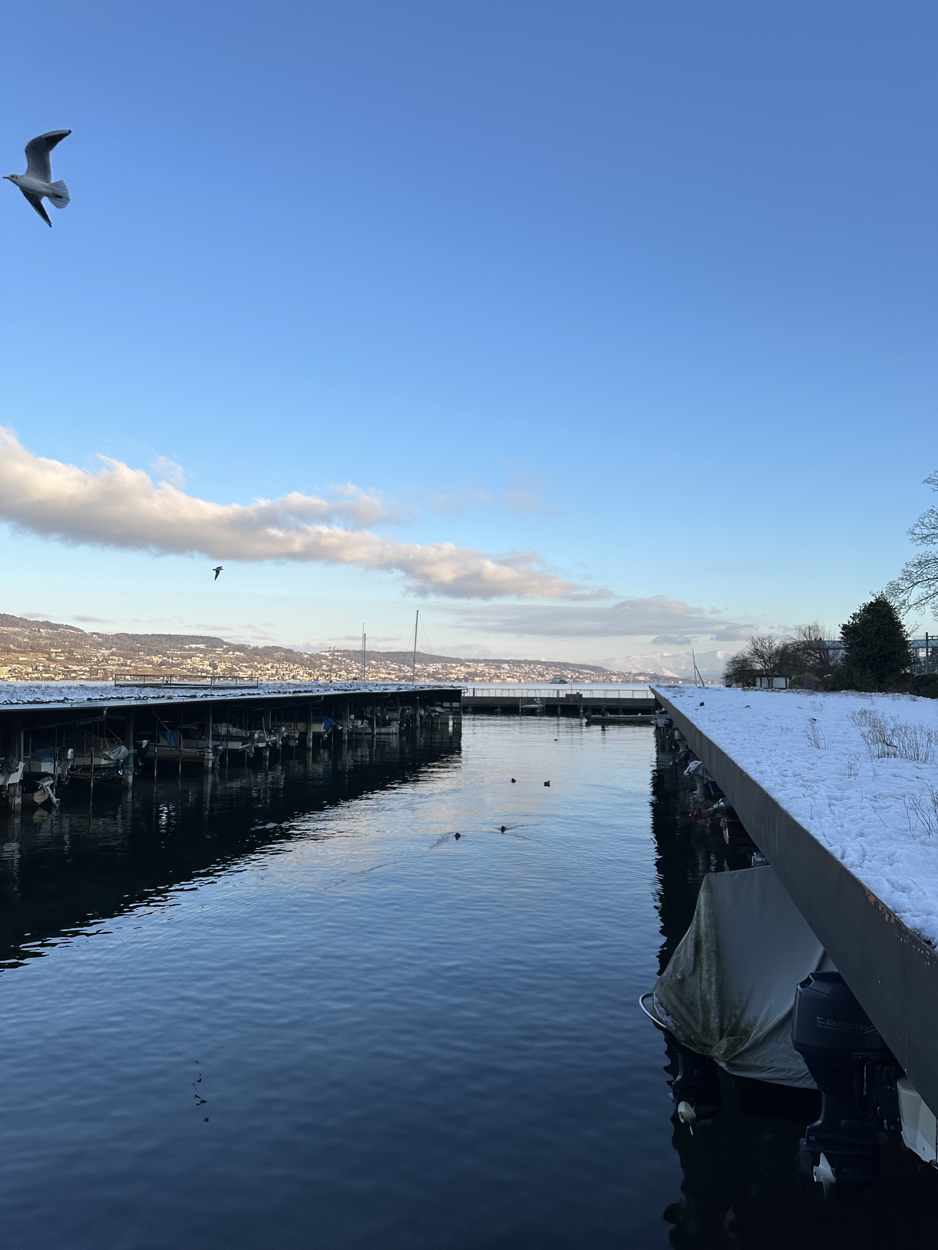 Horgen Haab im Winter